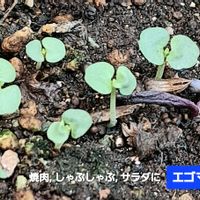 えごま,自家製野菜,植物男子ベランダー,ベランダの画像