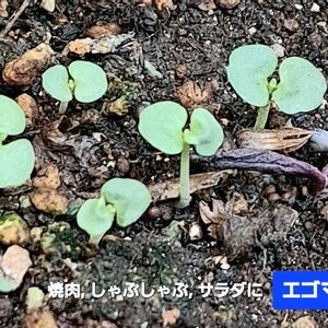 えごま,自家製野菜,植物男子ベランダー,ベランダの画像