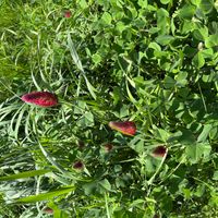 ストロベリーキャンドルの画像