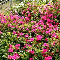 菜の花,つつじ,つつじ,つつじ,つつじの画像