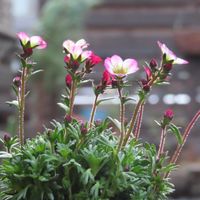 雲間草,青森,花のある暮らし,春のお楽しみ,宿根草♪の画像