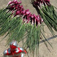 ラッキョウ,らっきょ,スイカの収穫記録,越のレッド　ハイブリッドらっきょう,家庭菜園の画像