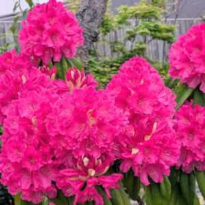 シャクナゲ,いつもありがとう♡,花のある暮らし,屋上庭園,２０２０年５月同期の画像