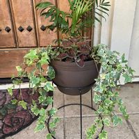 寄せ植え,観葉植物,100均,植物,玄関アプローチの画像