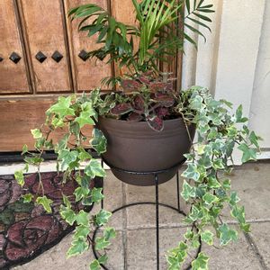 寄せ植え,観葉植物,100均,植物,玄関アプローチの画像