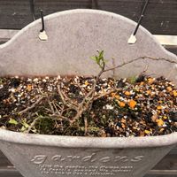 ブルーベリー,ユーカリポポラス,八重咲きカリブラコア,百日紅（サルスベリ)の画像