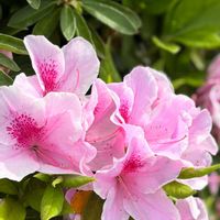 ツツジ,ウツボカズラ,クルメツツジ,ヒラドツツジ・アケボノ,手乗りハス　暁天の画像