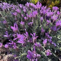 フレンチラベンダー,紫の花,可愛い花,玄関アプローチ,庭の画像