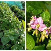 ジャガイモ,アンデスレッド・ジャガイモ,害虫駆除,無農薬有機栽培,家庭菜園の画像