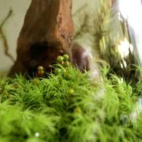 タマゴケ,テラリウムの画像