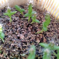 ドラゴンフルーツ,ドラゴンフルーツの画像