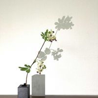 アケビ,アケビ,一輪挿し,花瓶,山野草の画像