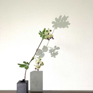 アケビ,アケビ,一輪挿し,花瓶,山野草の画像