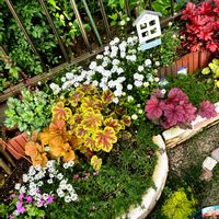 イベリス,クリスマスローズ,ゼラニウム,ミニバラ,ヒューケラの画像