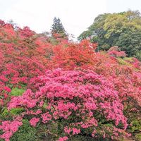ツツジ,華やか,綺麗,かわいい♡,スマホ撮影の画像