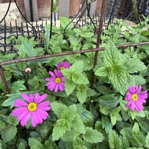 ブラキカム チェリッシュ,ガーデニング,フロントガーデン,春の庭の画像