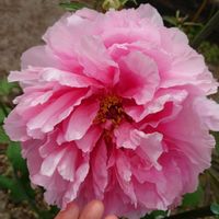 芍薬,今日の一枚,庭の画像