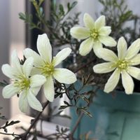 クレマチス ペトリエイ,ウッドデッキ,花のある暮らし,ガーデニング初心者,花を育てるの画像
