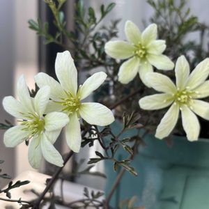 クレマチス ペトリエイ,ウッドデッキ,花のある暮らし,ガーデニング初心者,花を育てるの画像