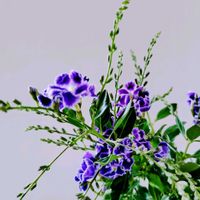 カンパニュラ,テーブルヤシ,デュランタの画像