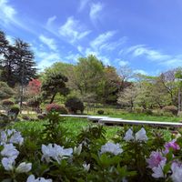 ツツジ,ネモフィラ,八重桜,花菖蒲,薔薇ゴルデルゼの画像