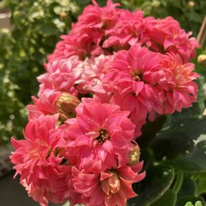 #ガーデニング,ピンクワールドへ ようこそ,エクステリアの画像