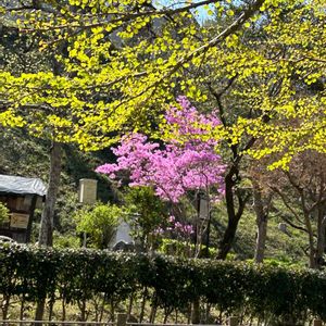 ツツジ,ミツバツツジ,ミツバツツジ,カツラ,今日のお花の画像