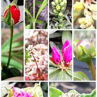 ツツジ,ブルースター,ラベンダー,エケベリア,薔薇の画像