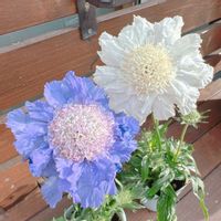 スカビオサ・コーカシカ ファーマ,衝動買いの画像