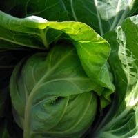 キャベツ,家庭菜園の画像