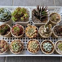 エケベリア,乙女心,トップシータービー,月兎耳,カランコエ テディベアの画像