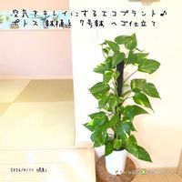 ポトス,ポトス,ゴールデンポトス,ゴールデンポトス,観葉植物の画像