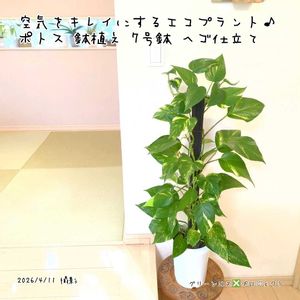 ポトス,ポトス,ゴールデンポトス,ゴールデンポトス,観葉植物の画像