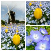 菜の花,チュウリップとネモフィラ,お出かけ先の画像