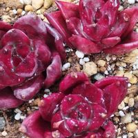 ロビン,多肉植物,庭の画像