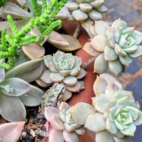 アジュガ,白牡丹,多肉植物,多肉寄せ植え,マイガーデンの画像