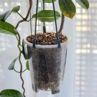 マダガスカルジャスミン,マダガスカルジャスミン,観葉植物,室内組の画像