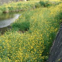 サクラ,菜の花,ソメイヨシノ,カルガモ,散歩道での画像