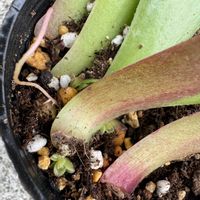 多肉植物いろいろ,可愛い,お気に入り♡,増やしたい！,癒やしの画像