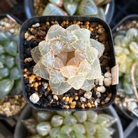 オブツーサ,ハオルチア,白桃玉,多肉植物,軟葉系ハオルチアの画像