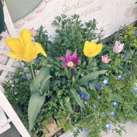 ネモフィラ,ムスカリ,ラナンキュラスさん,ちゅーりっぷ,いつも見てくださってありがとう(๑>◡<๑)の画像