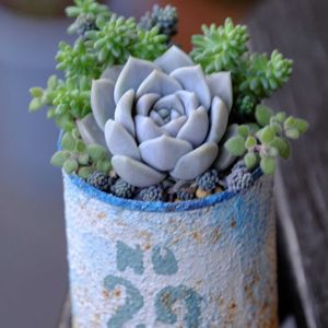 多肉植物,ベランダガーデニング,多肉植物のある暮らし,自作リメ缶,癒し…♡の画像