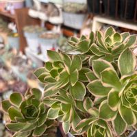 多肉,グリーンローズ,アエオニウム属グリーンローズ,多肉植物,ベランダガーデンの画像