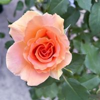 バラ,ありがとう♡嵐♡,バラと夢CLUB,チーム岐阜,ユーミンつながりの画像