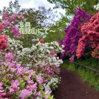 アヤメ,アヤメ,オオデマリ,オオデマリ,ツツジの画像