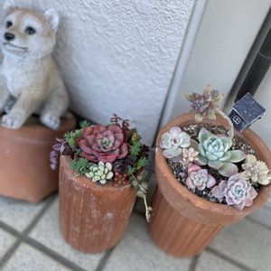 春野菜,スタバ,so cute♡,毎日がはやい,トキメキは大切♡⃛の画像