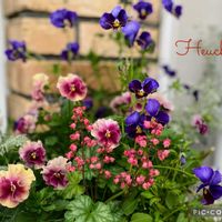ヒューケラ,エレモフィラ・ニベア,寄せ植え,癒しのお花,愛の花♡の画像