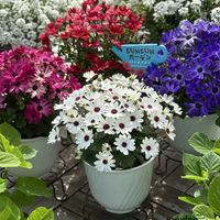 セネッティ,サントリー フラワーズ,花と生きるサントリー,サンフラマニア,サンフラびとの画像