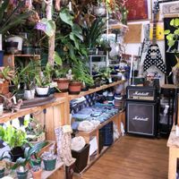 多肉植物,ウラボシ科,ビカクシダ属,食中植物,塊根の画像