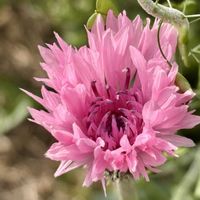 ナズナ,ヤグルマギク,おひさまの画像